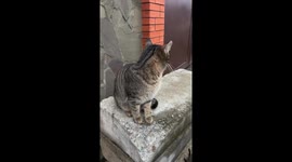 Get that thing out of my face! Sassy cat pushes camera away