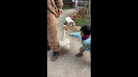 Goose chases and grabs child's clothes before letting go in Jiangxi, China