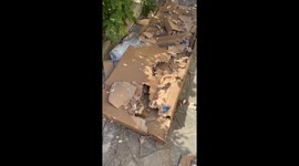 Dog pretends to be innocent after making a mess in Gravere, Italy