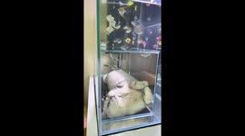 Cat watches fish from under an aquarium in Fujian, China