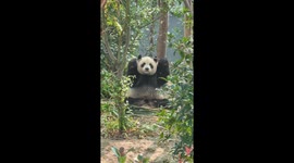 Panda hilariously snaps bamboo before eating in Chinese zoo