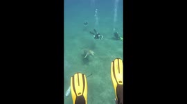 Diver encounters sea cow in Red Sea, Hurghada, Egypt
