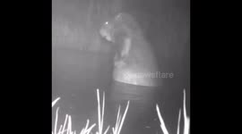 Beaver peacefully washes itself in Zelenogradsk, Russia