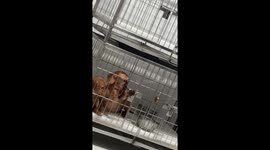 Dog cleverly escapes from crate in Manila, Philippines