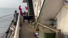 Dog scolds fellow canine after biting owner in Shanghai, China