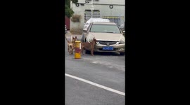Group of dogs tear apart car bumper in Guangdong, China