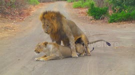 Lions mating and territory marking in front of our car – the full sequence.