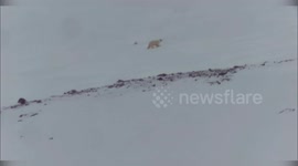 Polar bear cubs seen taking first steps as scientists study effects of climate change