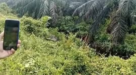 Killer croc shot with machine guns after eating fisherman, 32, in Indonesia