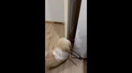 Clumsy puppy tries to carry coathanger through narrow gap