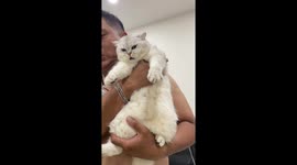 Cat is furious when anyone other than daddy touches him