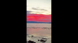 Breathtaking beauty of migratory birds soaring at sunrise in Guizhou, China