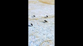 Tourists capture drone footage of wolf pack in Xinjiang, China
