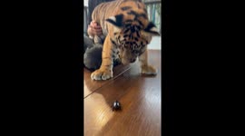 This tiger cub is terrified of a tiny beetle