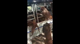 Ravenous monkeys raid truck to grab pieces of corn