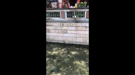 Stray cat rescued from dirty canal by locals in China