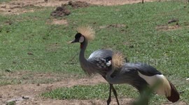 Uganda: Uganda's national bird, grey-crowned crane, faces growing threat of extinction