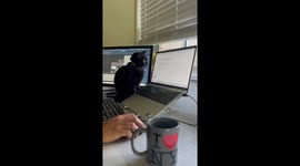 Feline companion demands attention by sitting in front of dad's computer screen