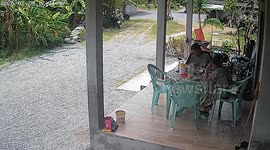 Wild snake slithers over to couple as they eat lunch on porch