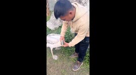 Zookeeper forces pelican to spit out two guinea pigs