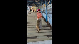 Wild monkey shakes down girl's dress in search of a snack