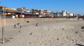 A woman tries to attract the attention of some crows by feeding them on the beach of Lido di Ostia in Rome.