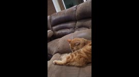 Kitten Surprised By Older Cat's Sudden Sneeze