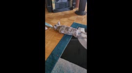 Tiny Truck Tows French Bulldog