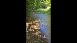 Buddy loves the creek, he loves to look for frogs, and just be in the water when it's hot