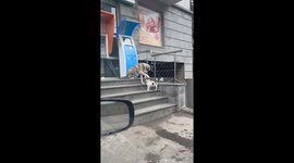 Stray Dog Just Wants to Make a Friend