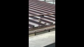 Sparrows On The Rooftop