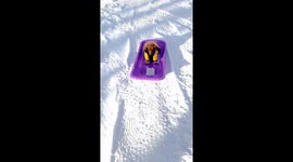 Sausage Dog Goes Snow Sledding