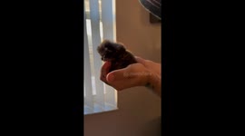 This Is Meep, the Illegally Small Kitten