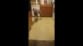 Dog Throws A Tantrum For Leftovers