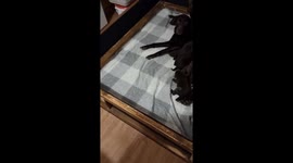 Labrador grandmother tries to nurse puppies in Cumbria, England, UK