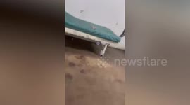 Huge rats crawl around hospital beds as patients sleep
