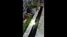 Reptile handlers catch crocodile in drain in Indonesia