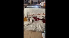 Cat plays by hiding under blankets in Tokyo, Japan