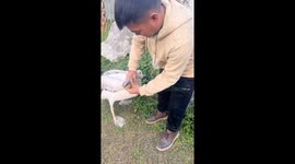 Zookeeper catches pelican trying to eat guinea pigs in China