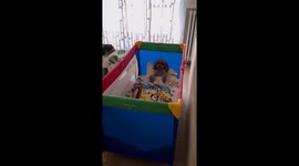 Dog sleeps in crib in Italy