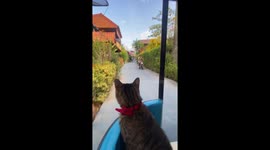 Pet cat enjoys the view cruising along motorcycle sidecar