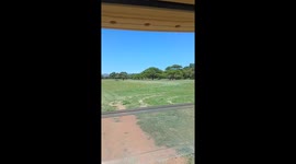 Golfers chase herd of zebra and antelope off course in South Africa