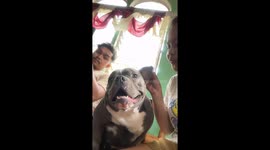 Girl regrets teasing pet American Bully when it bites her face