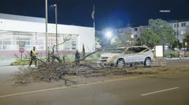 US, Los Angeles: Sherman Oaks Tree Falls on Vehicle