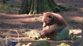 Grizzly bear plays in plastic tub at wildlife park in Washington