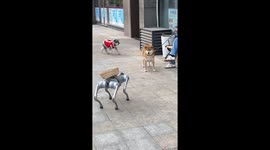 Pet Shiba Inu on edge when confronted with robot dog