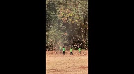 Pupils plays in swirling vortex of leaves on school field