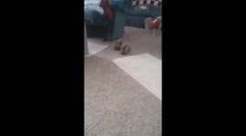 Buddy Hates Coats