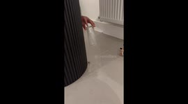 Chaotic moment: Terrifying spider invasion leaves couple in panic and chaos
