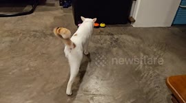 Pet cat trains how to use talking buttons to ask for snacks
